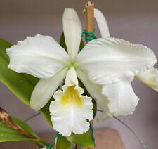 Cattleya warneri alba 'Manua Kea' x 'Claire' Orchid Plant Species.