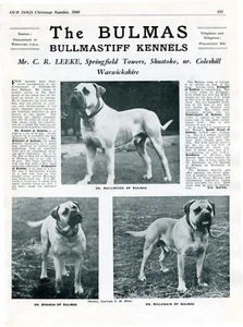 BULLMASTIFF DOG BREED KENNEL ADVERT PRINT PAGE BULMAS OUR DOGS 1949 - Picture 1 of 1