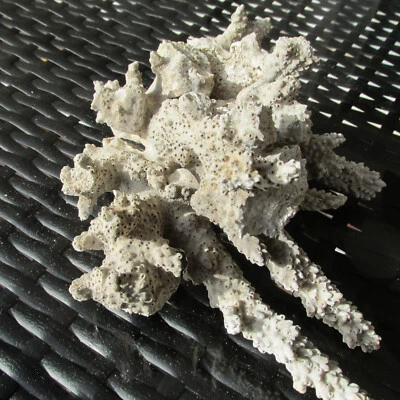 SCHÖNE KORALLE - MEERWASSER - ECHTKORALLE - KOSTENLOSE LIEFERUNG - Bild 1 von 4