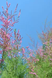 10 Seeds - Pink Cedar tree- Indian Ash -Tropical Tree -Acrocarpus fraxinifolius - Picture 1 of 2