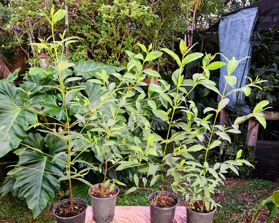 Árbol de eucalipto arco iris deglupta en maceta de 5" de 17" de alto (no semillas) Foto 1 de 4