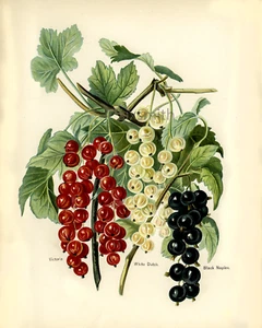 Trauben Vintage botanische Illustration Kunst Giclée hochauflösender 8 x 10 Druck - Bild 1 von 2