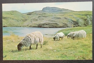 Alte Postkarte - Schwarzgesichtige Schafe der schottischen Highlands - Schottland - UK - Bild 1 von 4