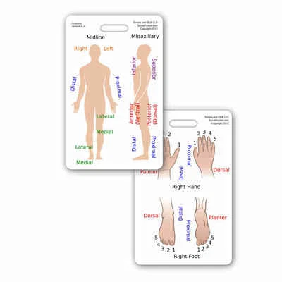 SCRUBS AND STUFF LLC Anatomical Reference Vertical Badge ID Card Pocket Guide Anatomy Paramedic Nurse