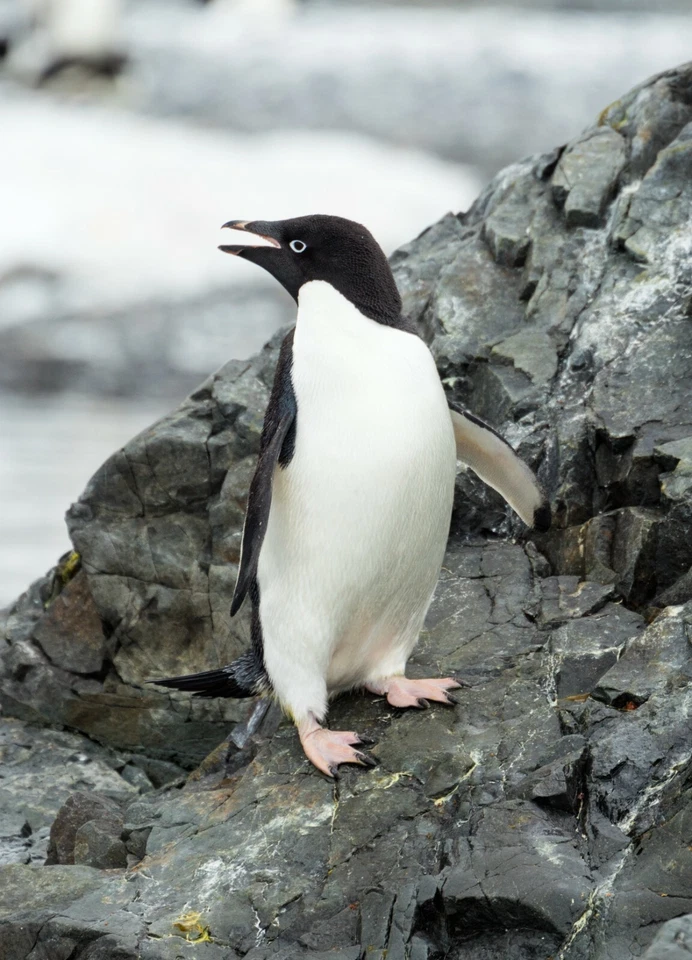 Pôster brilhante ADELIE PENGUIN pássaro ártico frio aquático impressão foto  - Imagem 1 de 1