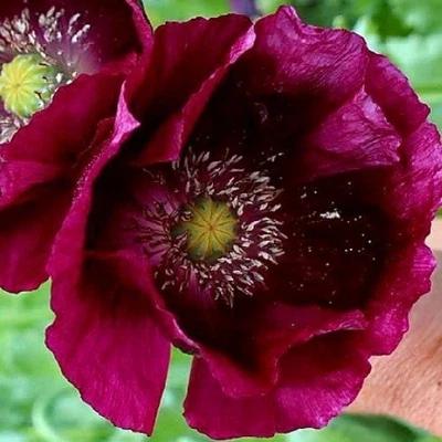 10.000 semillas de amapola Somniferum gigante de uva Lauren's de reliquia orgánica Foto 1 de 4