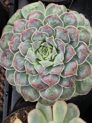 Imported Gilo succulent - Image 1 of 2