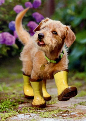 Avanti Puppy In Garden Cute Dog Get Well Card - Image 1 of 2