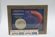 Gift Quality Glass Front Shadowbox Genuine Fossil Shrimp Haqil Hakel Lebanon