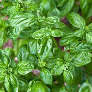 Sweet Basil Seeds, Garden Basil Herb, Sweet Basil Herb Garden Seeds, 150+ Seed - Picture 1 of 3
