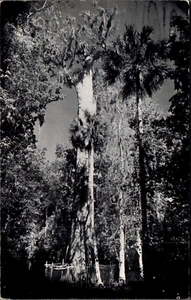 POSTCARD TREES FLORIDA'S BIG CYRESS TREE - Picture 1 of 2