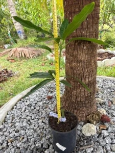 22 MO OLD GRAFTED KOOK LONG KRONG POLY-EMBRYONIC RARE THAILAND MANGO VARIETY - Picture 1 of 18