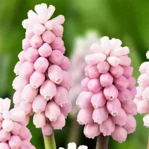 Muscari Pink Sunrise - 5 bulbs - Picture 1 of 5