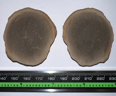 Rare Mazon Creek Fossil Jellyfish Both Halves! Pre Dinosaur! 1.75 Inches! - Image 1 of 3