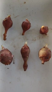 6 Small  Medium red organic Jerusalem Artichoke  Tubers FOR PLANTING   - Picture 1 of 9