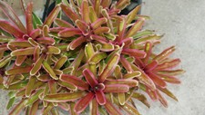Bromeliads N Donger 1 plant $3.88 Why Pay More ? now $7.88 for 3