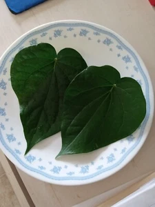40 Fresh Organic Betel Leaves Leaf (Paan Patha, Pann, Piper Betel, Beetel) - Picture 1 of 4