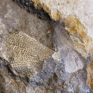 Ancient Fossil Specimen Fenestella Bryozoan Natural Mississippian Period  - Picture 1 of 9