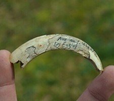 Fossil tooth boar sus scrofa fossil tooth boar mammal pleistocene les Eyzies