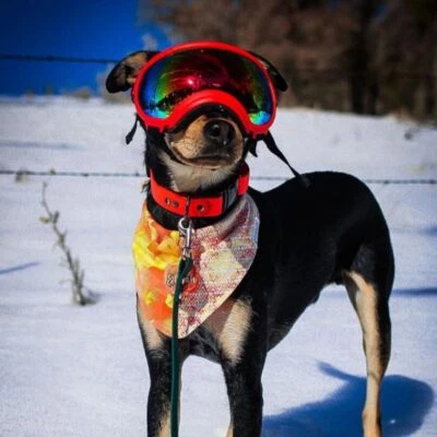 Fashion Pet Dog Doggles Goggles UV Sunglasses Sun Glasses Eye Wear Protection✅ - image 1 of 4