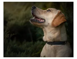 Beautiful Golden Retriever 8x10 Photo On 8.5" x 11" - Picture 1 of 1