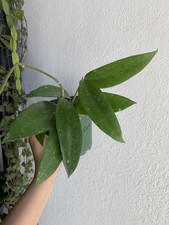 Hoya Cotton Candy in a 5 inch pot - ships in pot