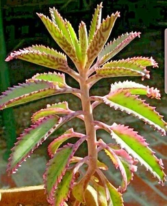 Mothers of Thousands Alligator Live Plant, 2"-5" STARTER (Succulent, Kalanchoe) - Picture 1 of 8