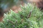 Pinus uncinata Sol 4xv mB 100-125 Bergkiefer - Winterhart & Immergrün