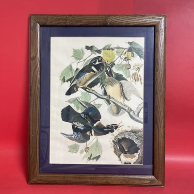 John James Audubon PATO DE MADEIRA Vintage Livro de Arte Placa Impressão 388 - Imagem 1 de 4