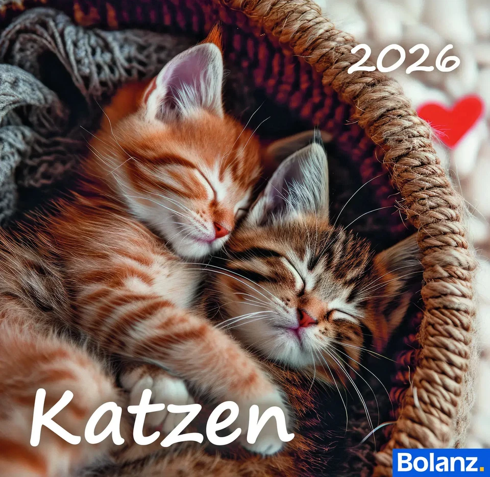 Katzen 2026 | Deutsch | Kalender | 13 S. | 2026 | Bolanz Verlag für alle