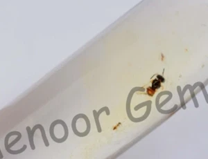11,30 ct 100 % natürlicher gelber Bernstein Insekteneinschluss zertifiziert loser Edelstein - Bild 1 von 7