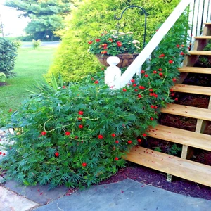 100 STAR GLORY SEEDS Cardinal Creeper Vine Flower Plant Butterflies Hummingbirds - Picture 1 of 13