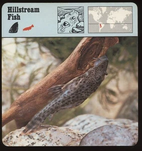 Hillstream Fish Safari Cards Rencontre Fish - Foto 1 di 1