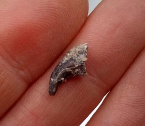 Raro 'Raptor' (Abelisáurido) Garra (1,5 cm) - Período Cretácico - Marruecos - Imagen 1 de 2