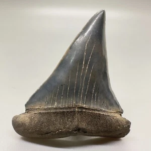 Tolle Farben/Qualität komplett 2,26" Fossil ausgestorben Mako Zahn - SC, USA - Bild 1 von 6