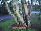 PHOTO  MOSSY SYCAMORE TREE TRUNKS BROADSANDS BEACH CAR PARK THE SATURATION OF TH