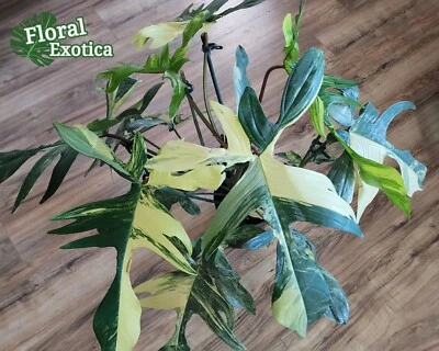 Florida Beauty Variegated Philodendron Node Clipping - Image 1 of 4