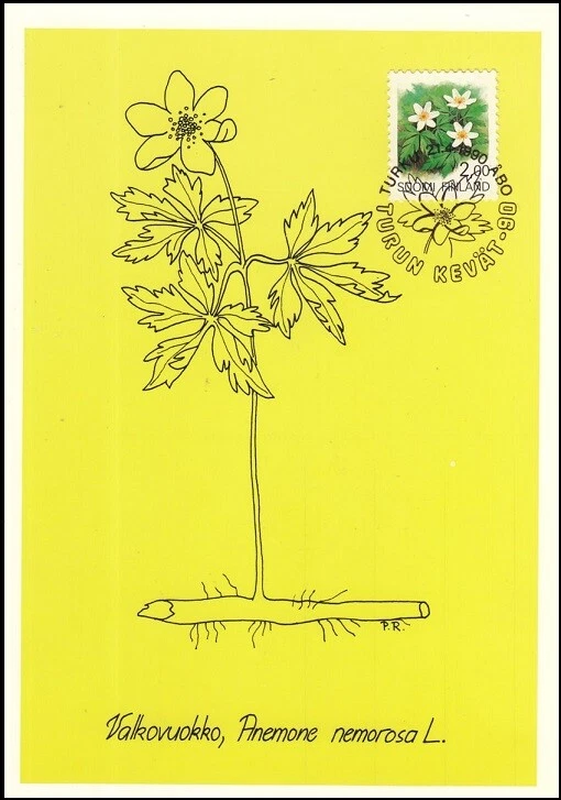 Maxi tarjeta artística Anémona Nemorosa White Love Spring Flower Finlandia como nueva 1990 Foto 1 de 1