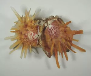 SPONDYLUS VARIGATUS 107 mm PAR DE COLORES RAROS ESPECÍMENES Mactan, Filipinas - Imagen 1 de 2