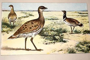 LA CANEPETIERE MAHLER AQUARELLE MANUFRANCE 1907 - Picture 1 of 1