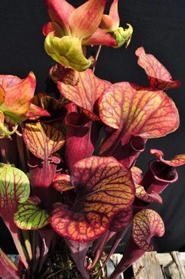 Cultivar Sarracenia Redman F2 - J Addington - Ponto de crescimento único - Divisão fresca - Imagem 1 de 4