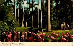 Postcard Hamingos in Tropical Florida - Picture 1 of 2