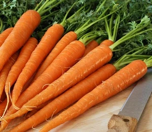 SEMILLA DE ZANAHORIA LICINA * JUGO * CRUDO * ENLATADO * SIN NÚCLEO * 200 CUENTAS POR PAQUETE. - Imagen 1 de 5