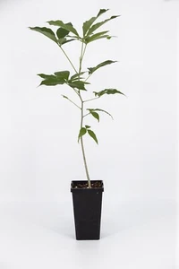 “White Sapote” (Casimiroa edulis) Fruit Tree Plant. - Picture 1 of 1
