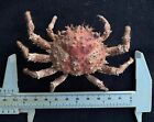 CRABS/Deep sea crab species preserved dried crabs