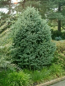 Picea englemannii (Engelmann Spruce) - 25 seeds - Picture 1 of 1