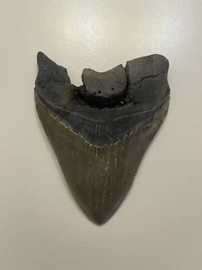 6” megalodon tooth - Picture 1 of 3