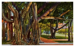POSTAL - Banyan Tree en Florida - Vistas vintage de calidad Tichnor - Imagen 1 de 6