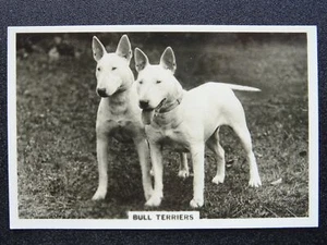 THE BULL TERRIERS - DOGS R/P by Senior Service Cigarette Cards 1939 - Picture 1 of 1
