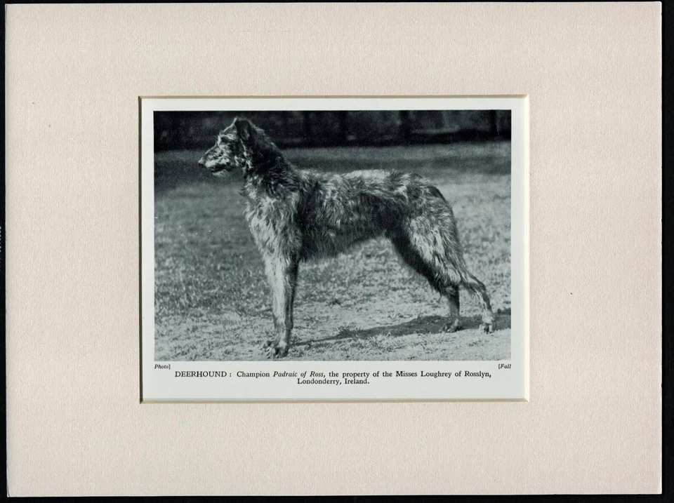 SCOTTISH DEERHOUND OLD VINTAGE 1950 DOG PRINT READY MOUNTED - Image 1 of 1